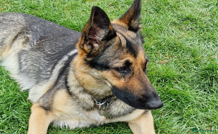 German Shepherd dogs - Advert 1