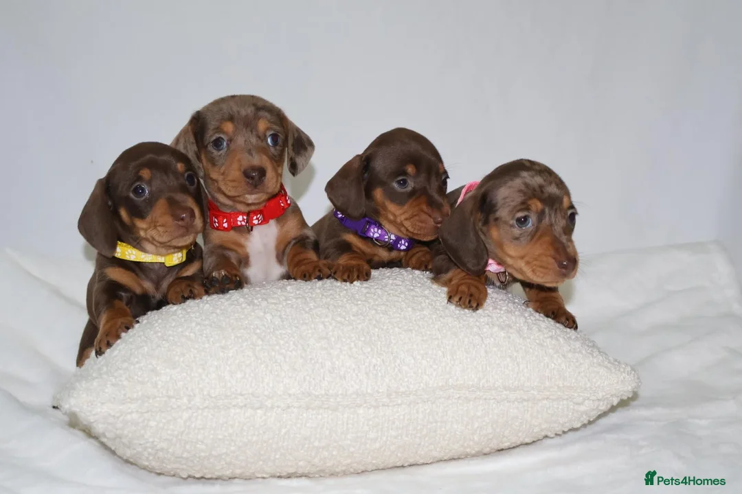Miniature Dachshund dogs for sale: Miniature dachshund puppies 🐶  - Advert 4