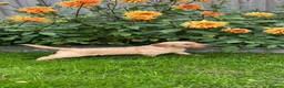 Golden Retriever dogs for sale: Very Dark Golden Retriever Puppies ready to leave  - Advert 11