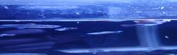 Live Bearers fish for sale: Guppies tropical fish mixed sexes - Advert 3