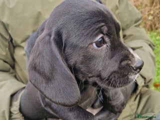 Bocker dogs Beautiful Bocker puppies - Advert 1