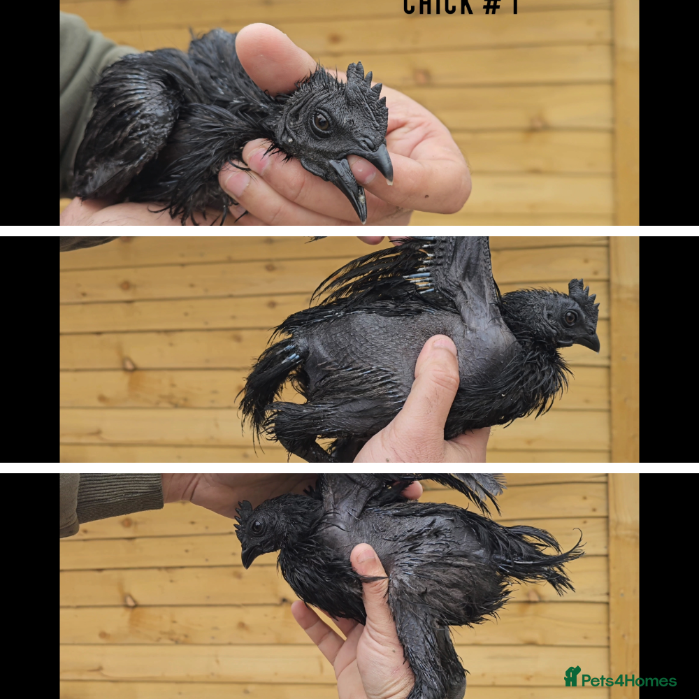 Chickens poultry for sale: Pure Indonesian Ayam Cemani Black Tongue in Newport - Advert 1