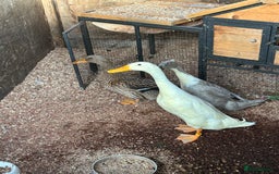 Ducks poultry for sale: Mixed breed ducks - Image 9