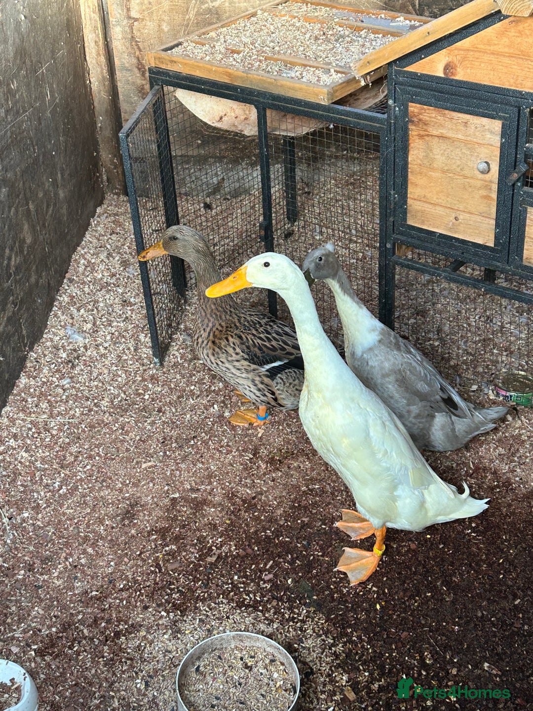 Ducks poultry for sale: Mixed breed ducks - Image 9