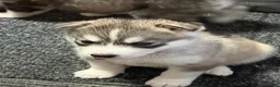 Siberian Husky dogs for sale: Stunning husky pups  - Advert 25