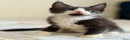Maine Coon cats for sale: Ready for home pure bred maine coon kittens - Advert 5