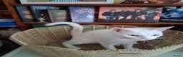 Khao Manee cats for sale: Khao Manee Diamond Eye cat White all over - Advert 5