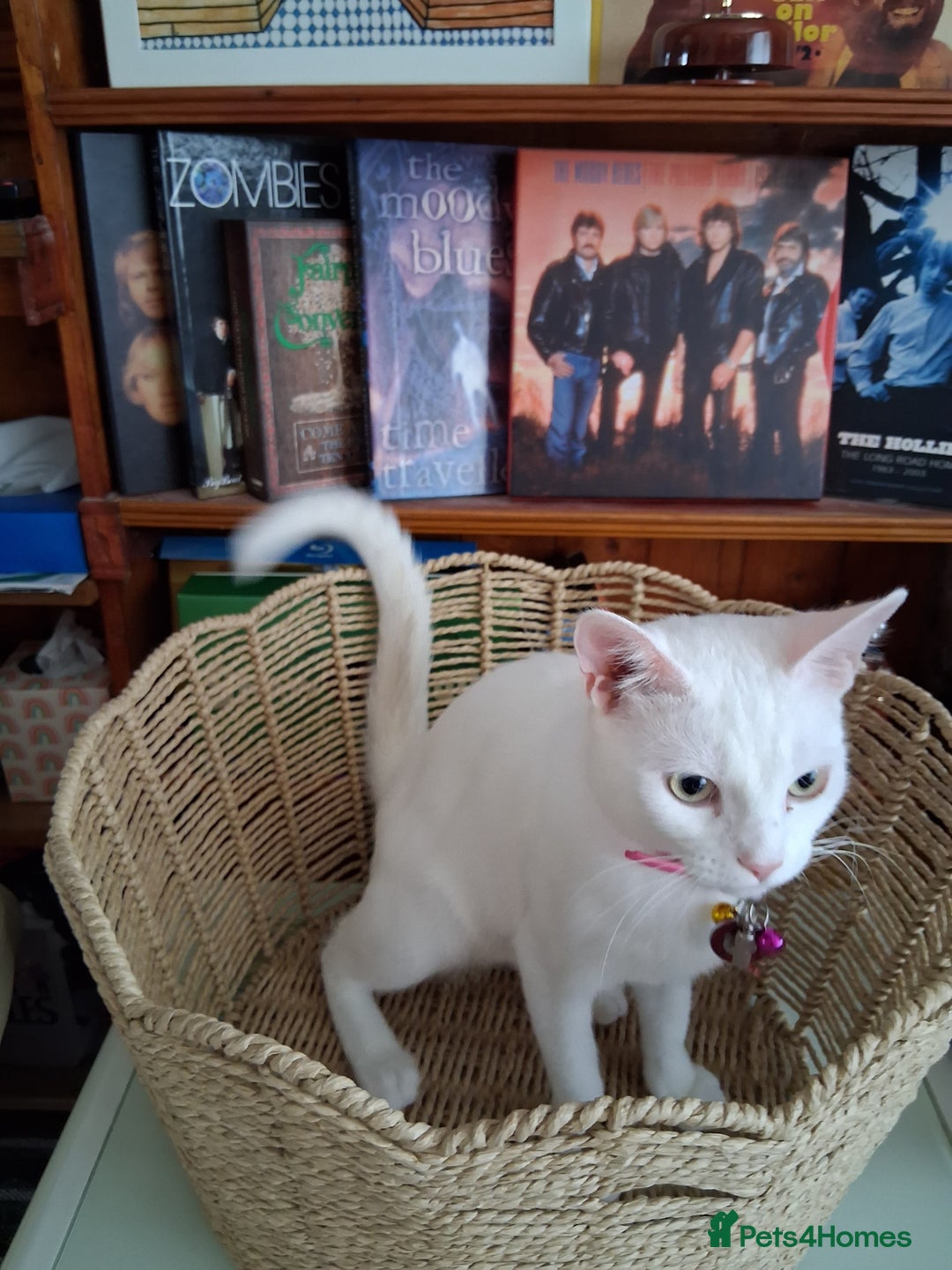 Khao Manee cats for sale: Khao Manee Diamond Eye cat White all over - Image 5