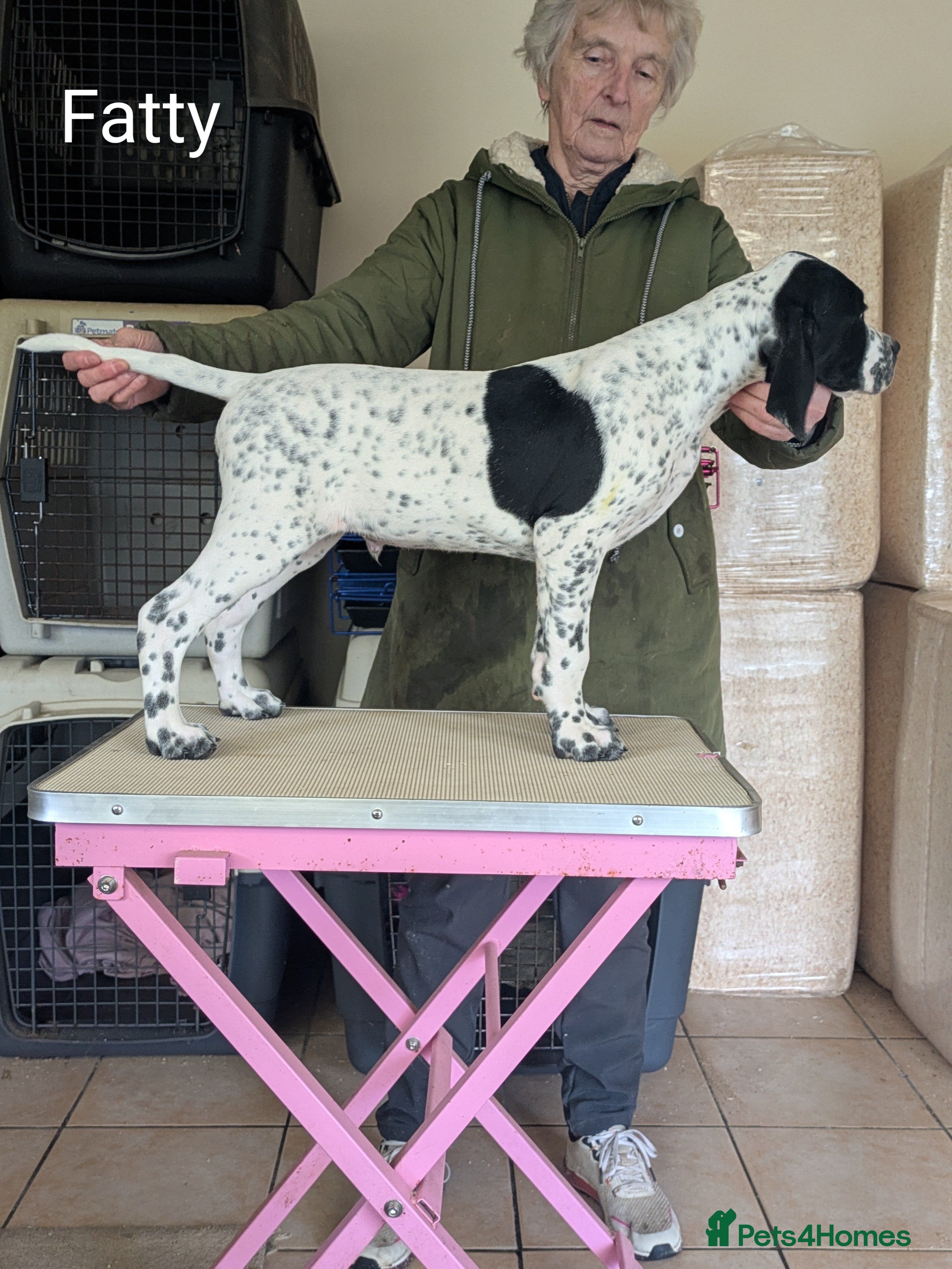 Pointer dogs Pointer - Advert 3