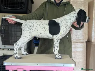 Pointer dogs Pointer - Advert 3