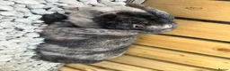 Dwarf Lop rabbits for sale: 2 female 1 yr old indoor rabbits - Advert 4