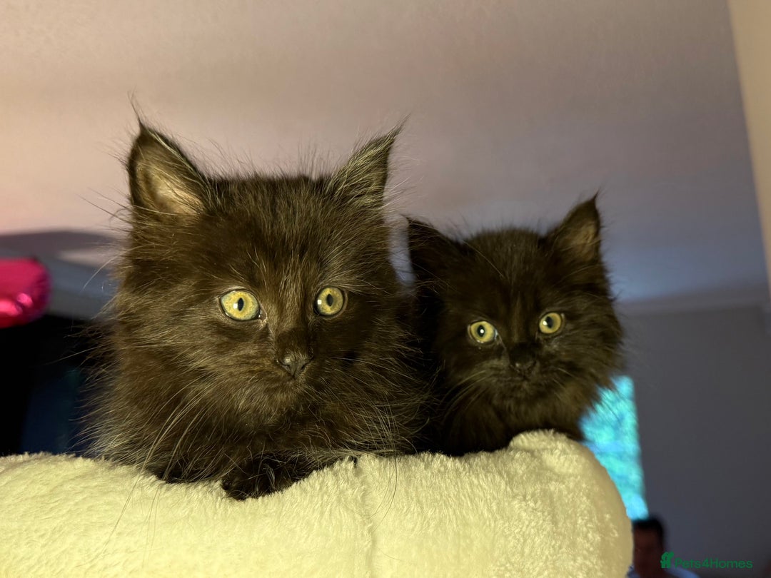 Russian Blue cats for sale: Crossed Russian Blue Girl Kitten - Image 9