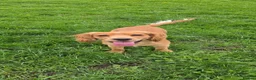 Cocker Spaniel dogs for sale: Milo  in Newark - Advert 3