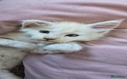 Maine Coon cats for sale: Looking for Special needs homes  - Image 9
