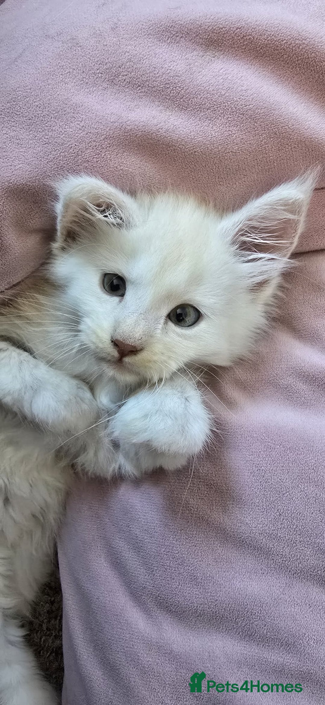 Maine Coon cats for sale: Looking for Special needs homes  - Image 9