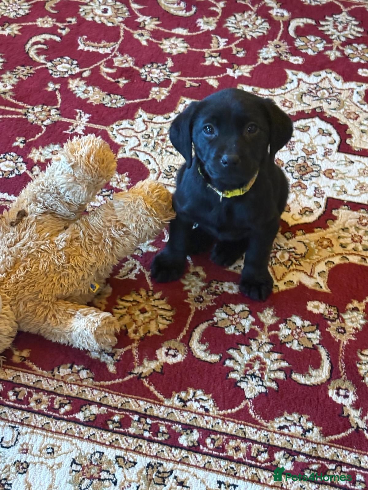 Labrador Retriever dogs Beautiful Labrador puppy’s  - Advert 16