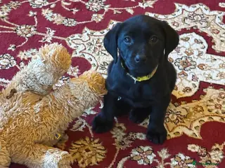 Labrador Retriever dogs Beautiful Labrador puppy’s - Advert 16