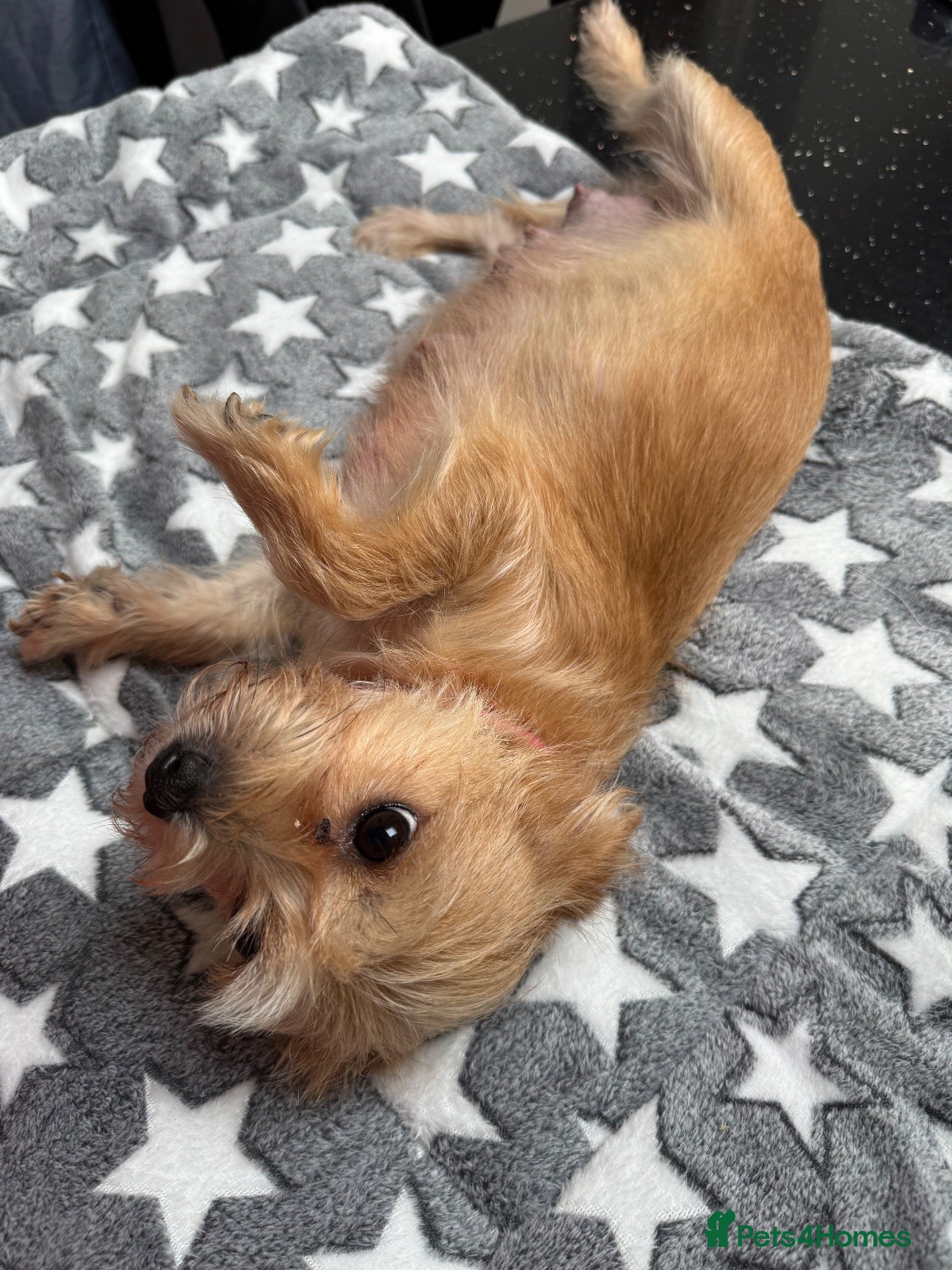 Chorkie dogs Gorgeous chorkie puppies  - Advert 2