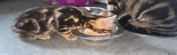 Bengal cats for sale: Beautiful Marble Bengal kitten boy ready now - Advert 4