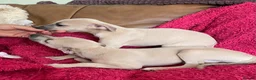 Mixed Breed dogs for sale: Stunning Wiggy’s Italian greyhound x whippet  - Advert 26