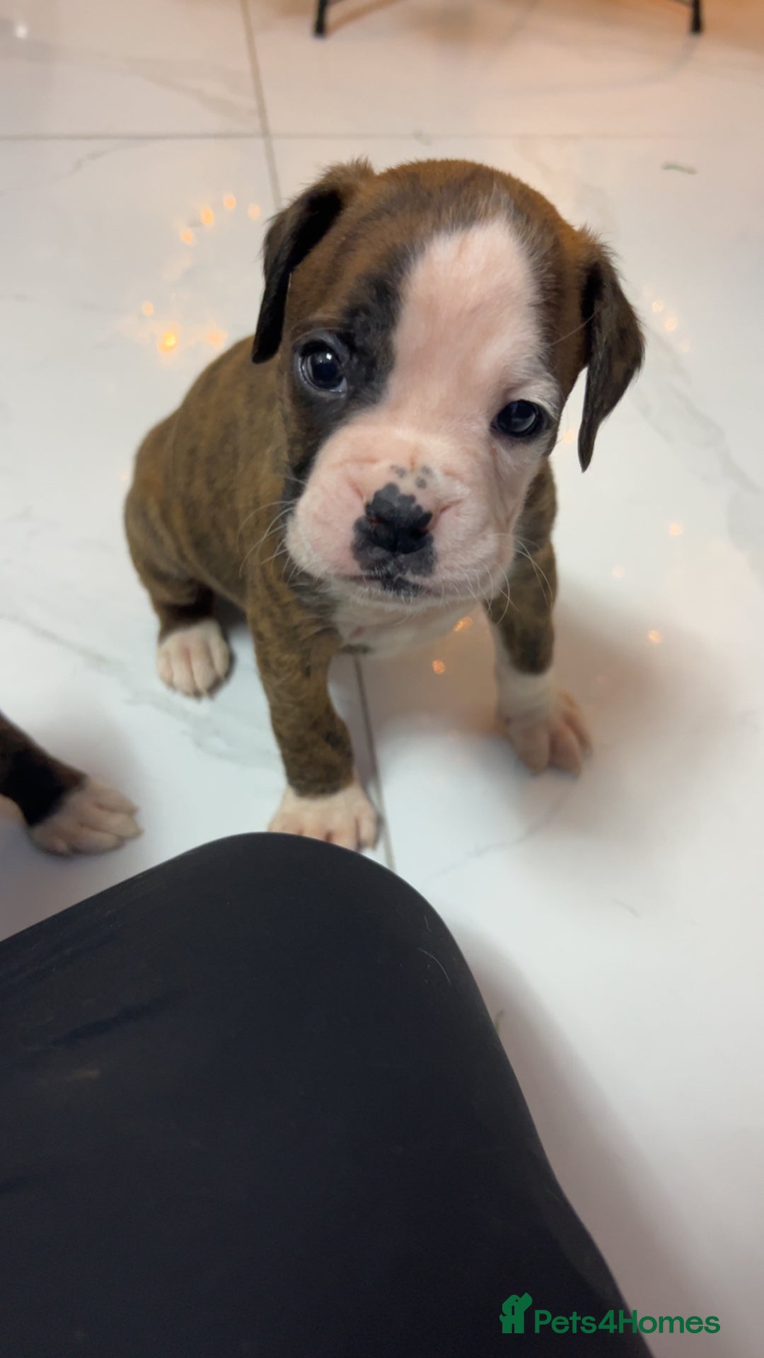 Boxer dogs for sale: Kc registered boxer puppies  - Advert 20