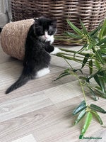 Persian cats - Advert 2