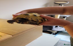 Tortoise reptiles for sale: Horsefield Tortoise - Image 6