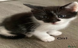 Mixed Breed cats for sale: 4 Gorgeous little boys  - Image 9