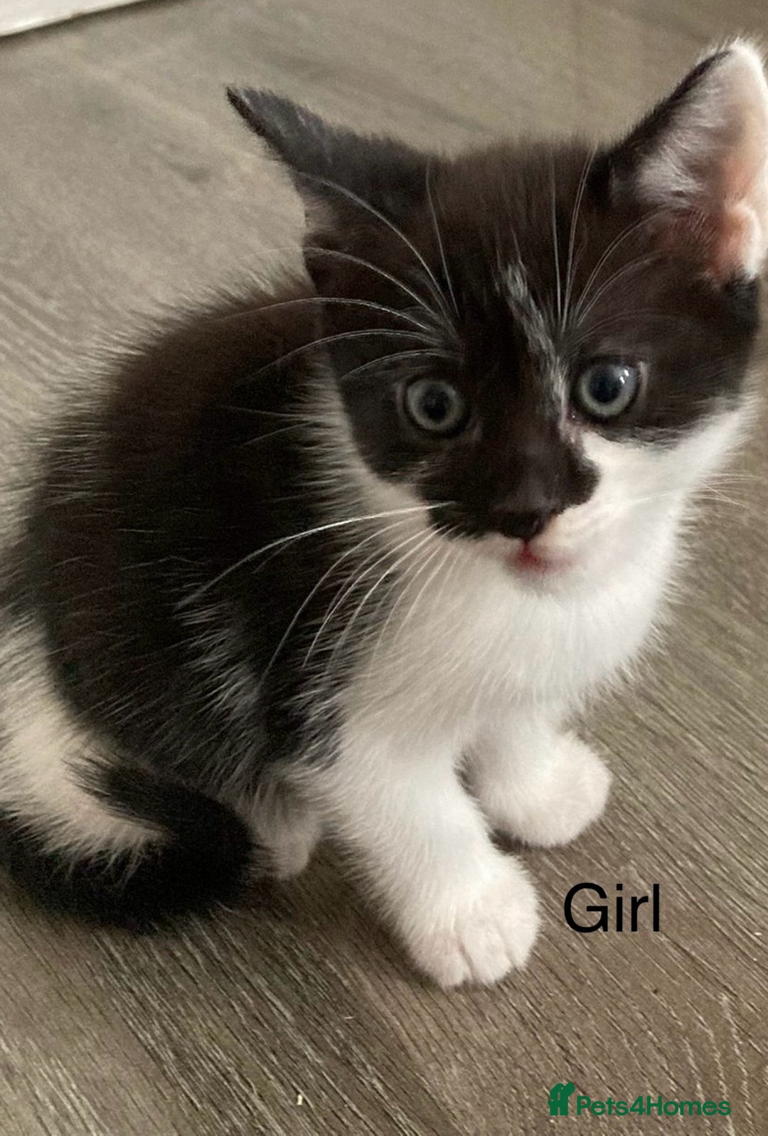 Mixed Breed cats for sale: 4 Gorgeous little boys  - Image 9