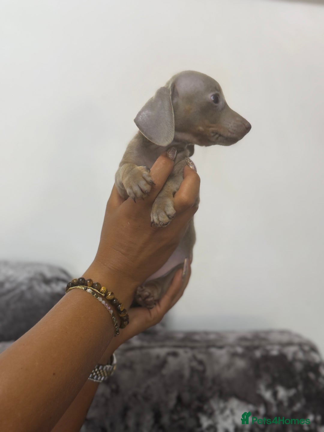 Miniature Dachshund dogs for sale: 7 stunning miniature dachshund puppies - Image 26