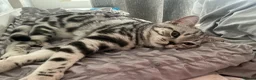 British Shorthair cats for sale: GCCF regd top quality BSH silver tabbies - Advert 1