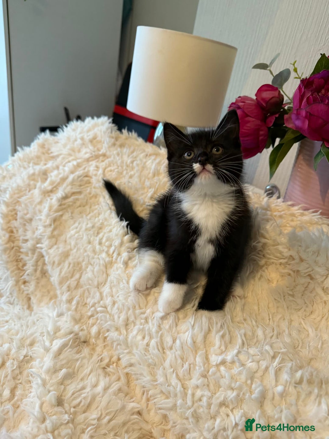 Persian cats for sale: Very fluffy kittens  - Advert 7