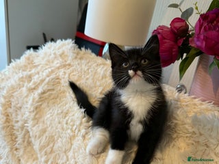 Persian cats Very fluffy kittens - Advert 9