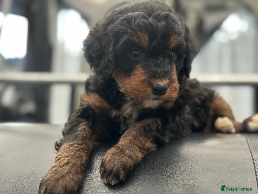 Bernedoodle dogs for sale: F1 BERNADOODLE BOYS AND GIRLS - Advert 8