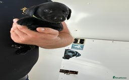 Labrador Retriever dogs for sale: 8 Labrador pups last black female available  - Image 2