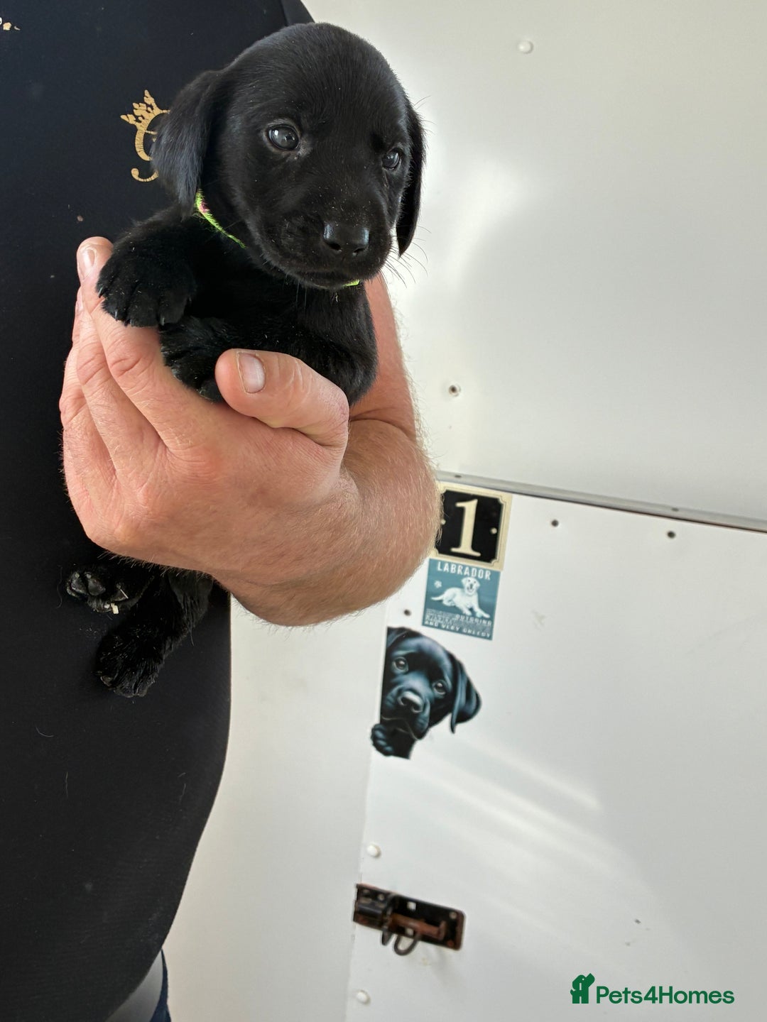 Labrador Retriever dogs for sale: 8 Labrador pups last black female available  - Image 2