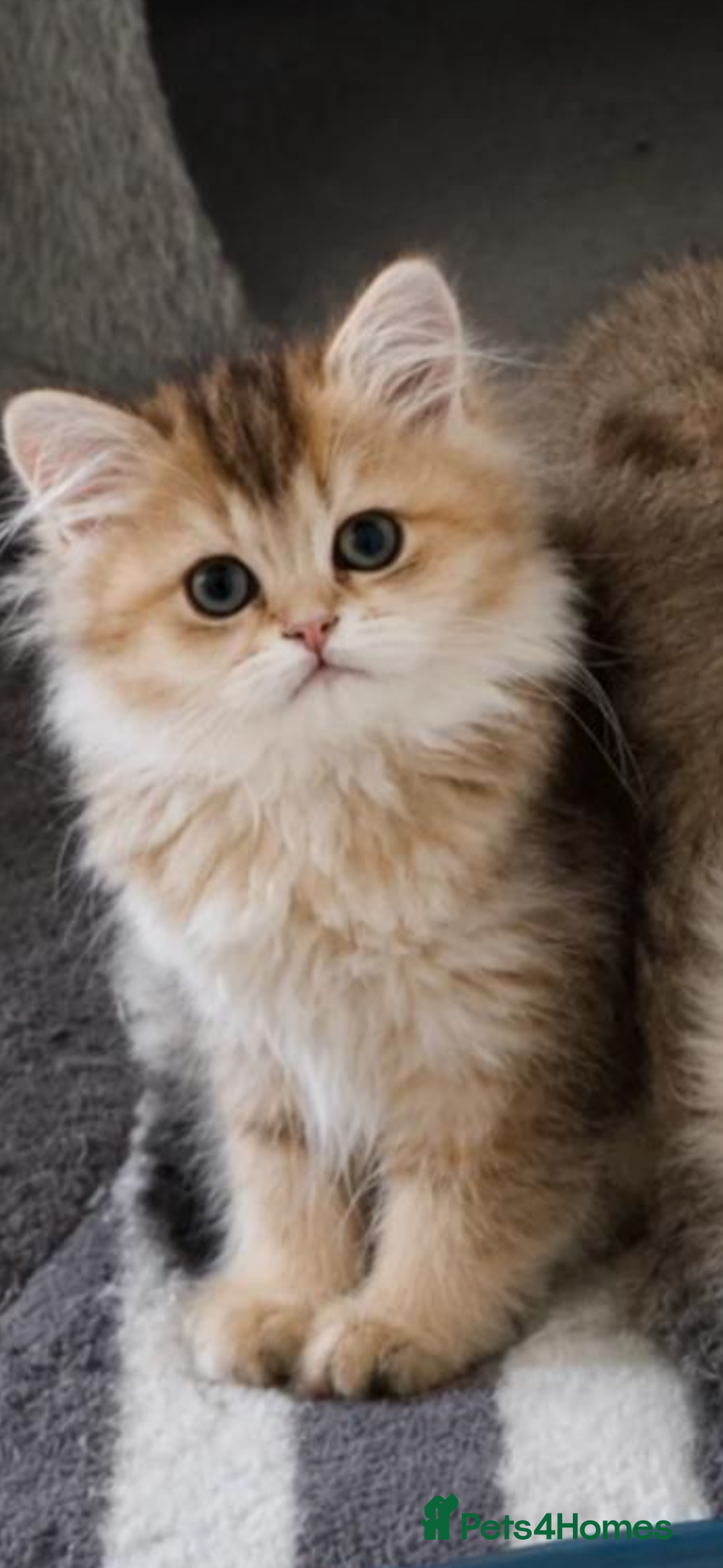 Scottish Fold cats purebred Scottish kittens - Advert 1