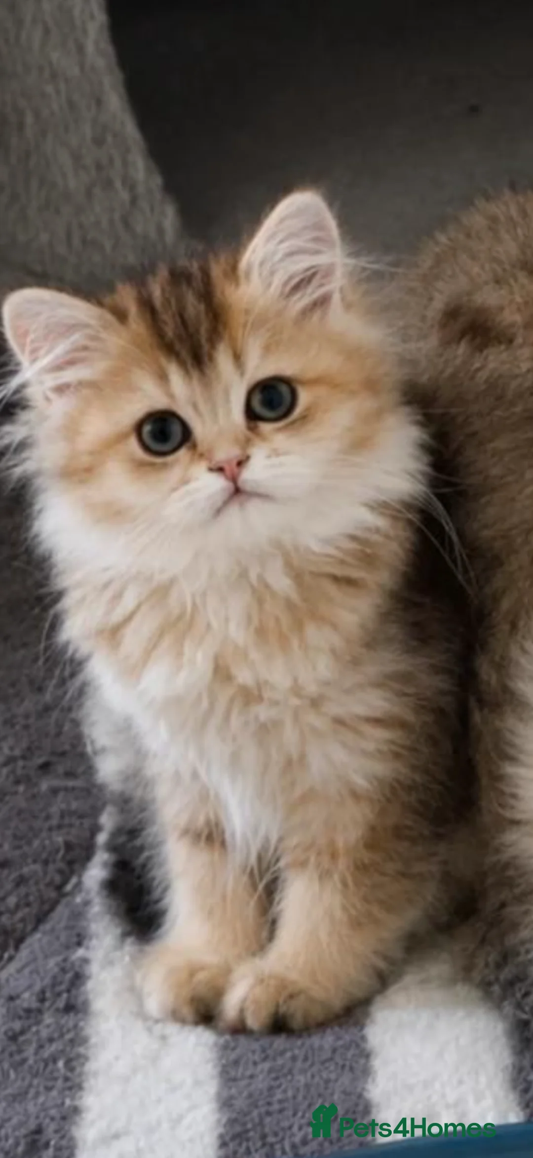 Scottish Fold cats for sale: purebred Scottish kittens - Advert 1