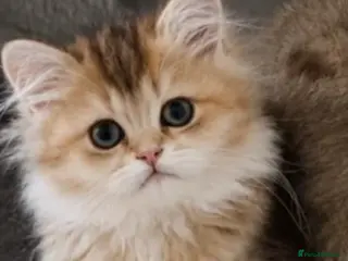 Scottish Fold cats purebred Scottish kittens - Advert 1