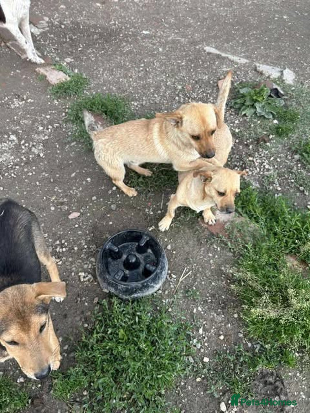 Mixed Breed dogs for adoption: Rescue boy Ethan is looking for his forever home - Advert 40