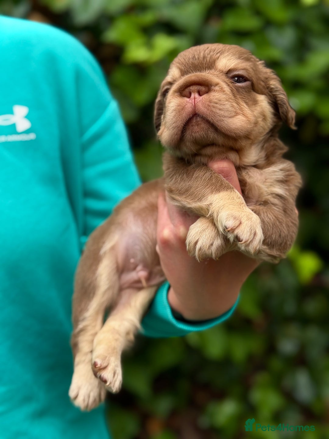 French Bulldog dogs for sale: Visual Fluffy 🧶 New Shade Frenchies 💎  - Image 21