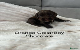 Cocker Spaniel dogs for sale: Beautiful Cocker Spaniel Puppies  - Image 7