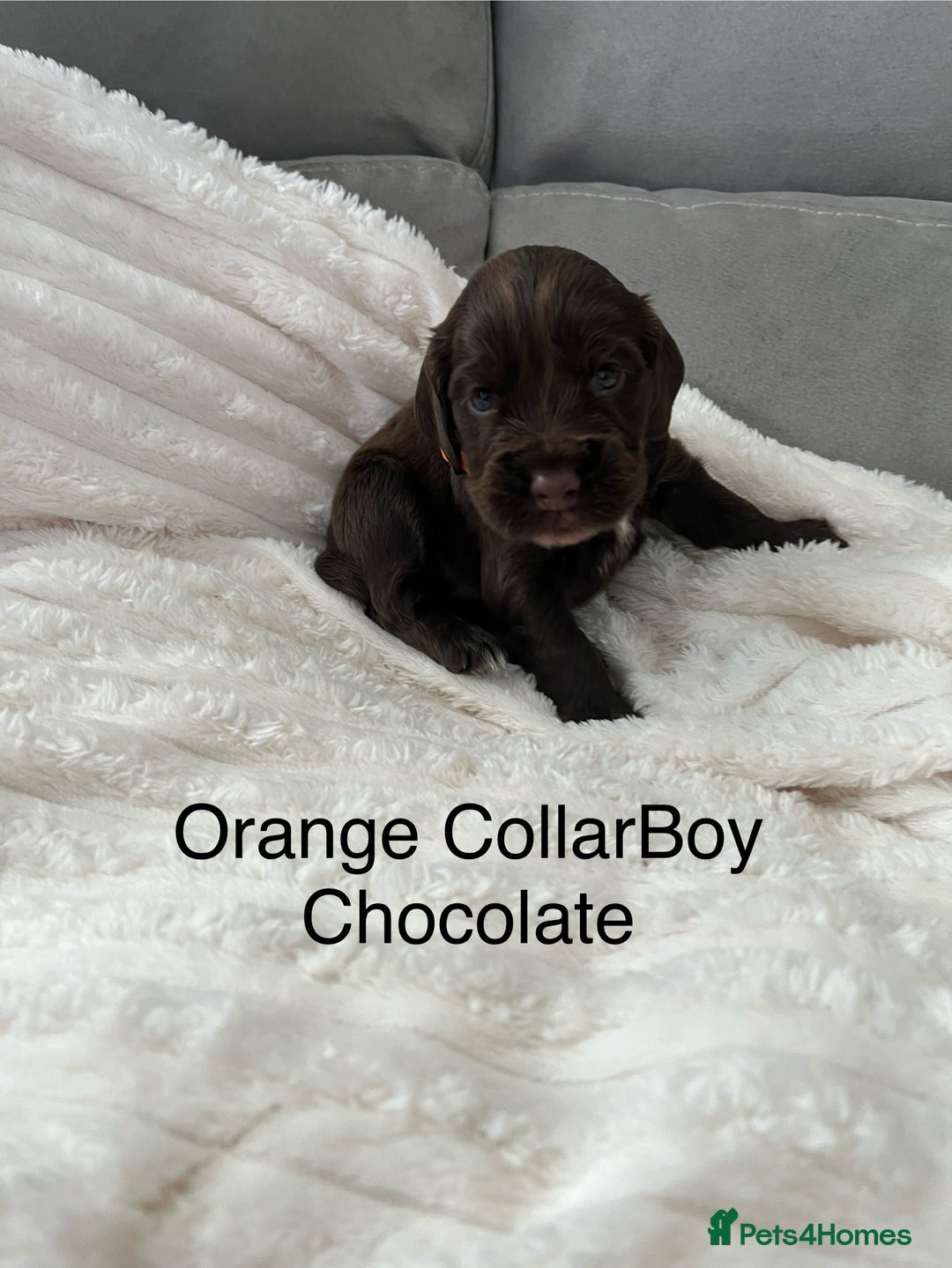 Cocker Spaniel dogs for sale: Beautiful Cocker Spaniel Puppies  - Image 7