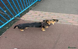 Dachshund dogs for sale: Standard dashaund wire haired  - Image 1