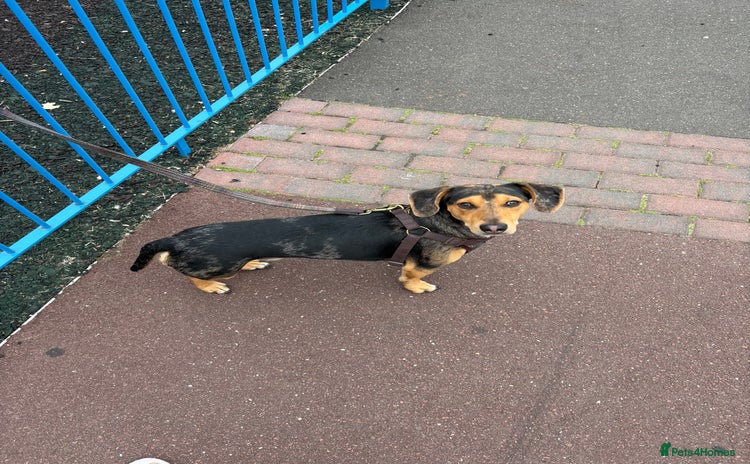 Dachshund dogs - Advert 6