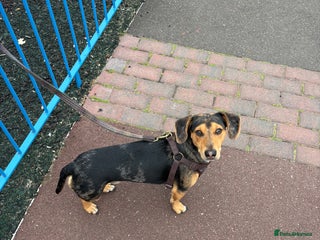 Dachshund dogs - Advert 20