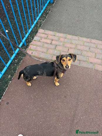 Dachshund dogs - Advert 5