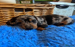 Miniature Dachshund dogs for stud: Romeo the miniature Dachshund  - Image 10