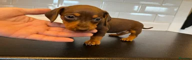Dachshund Puppy 6, blue collar 