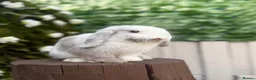 Mini Lop rabbits for sale: Mini Lop Female Chocolate Magpie - Advert 1